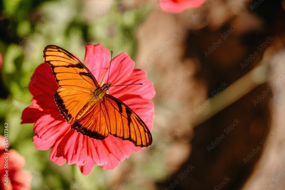 Close-up of a Juno silverspot (Dione juno) butterfly resting on a flower on a sunny day