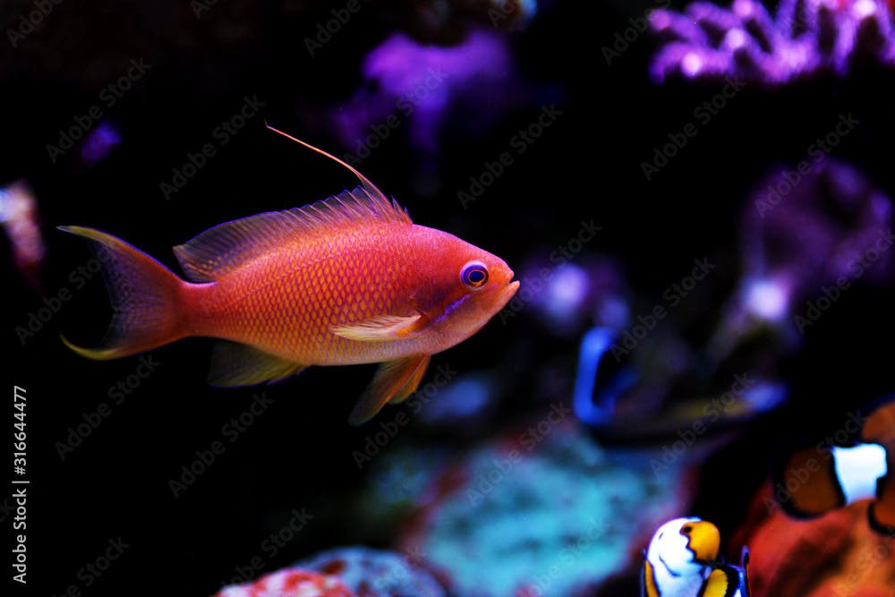 Lyretail Anthias coral fish - (Pseudanthias squamipinnis) 
