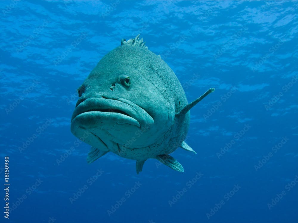 Giant Potato Cod (Epinephelus tukula) Great Barrier Reef