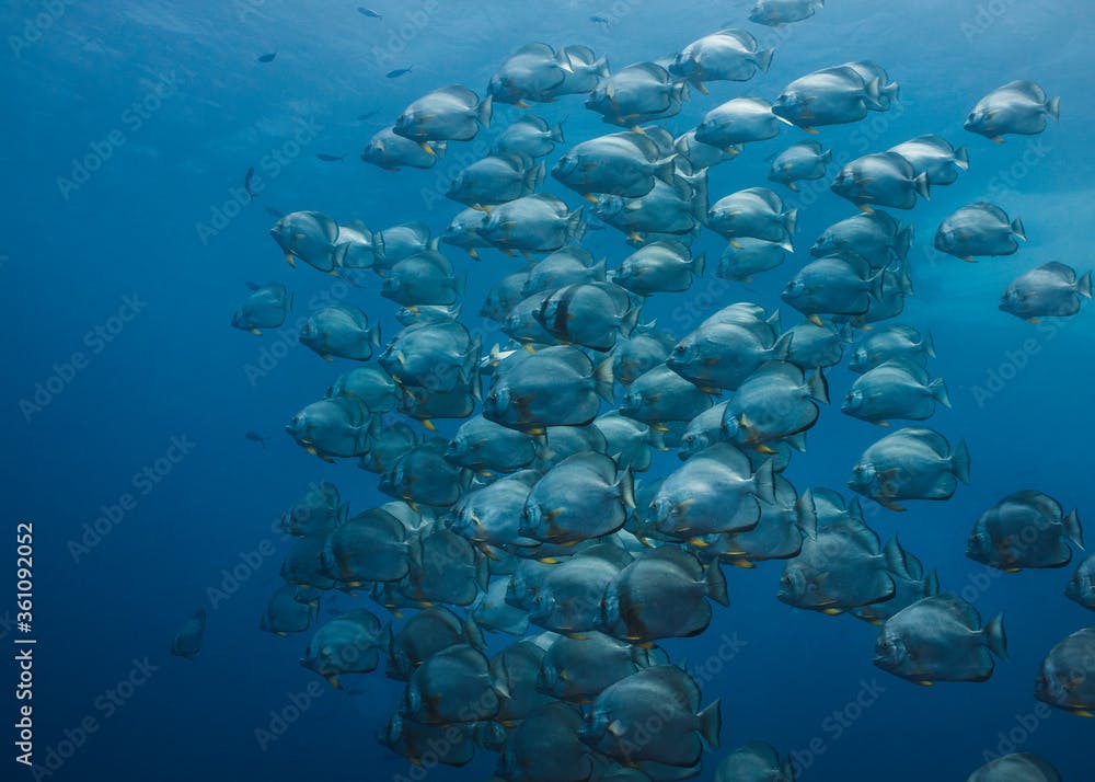 Large school of Orbicular spadefish (Platax orbicularis) swimming together in the open blue water
