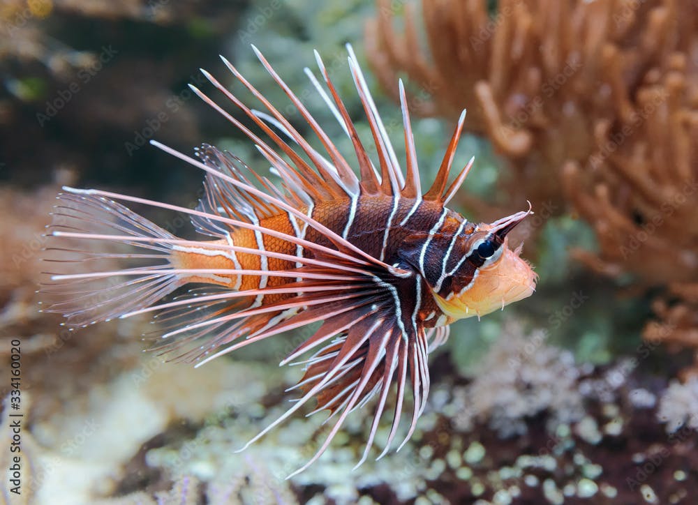 Close-up view of a Clearfin Lionfish (Pterois radiata)
