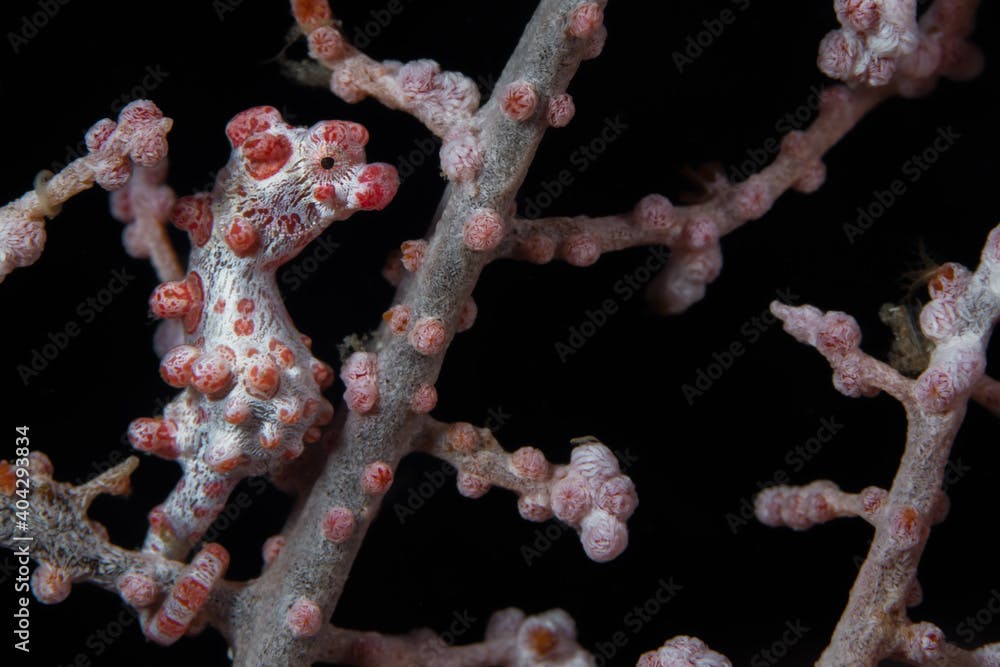  Pink pygmy seahorse in gorgonian seafan on coral reef - Hippocampus bargibanti
