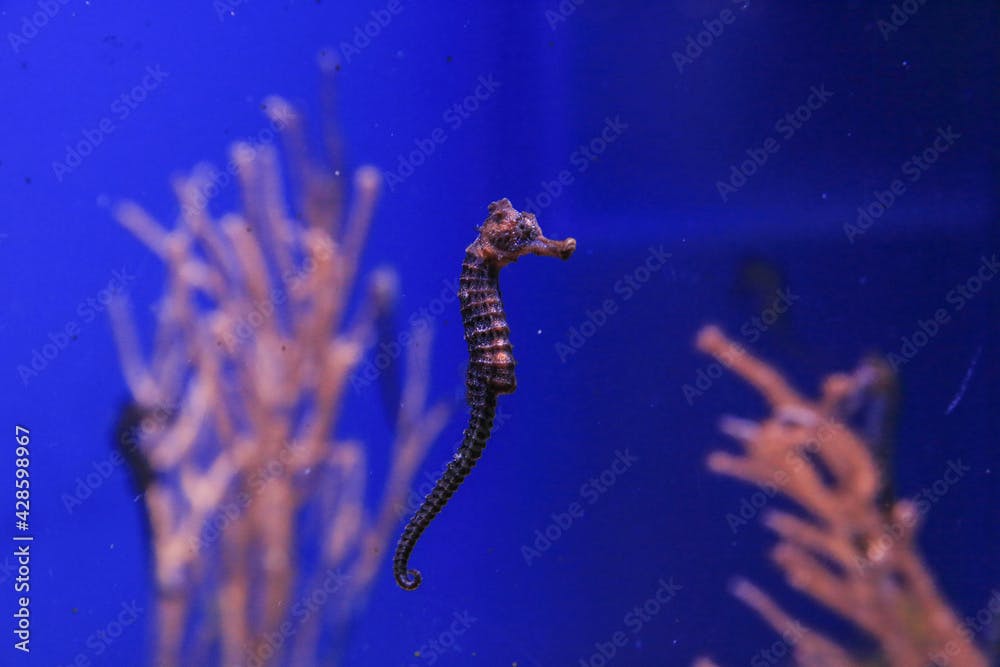 Seahorse swims in blue water on a background of corals