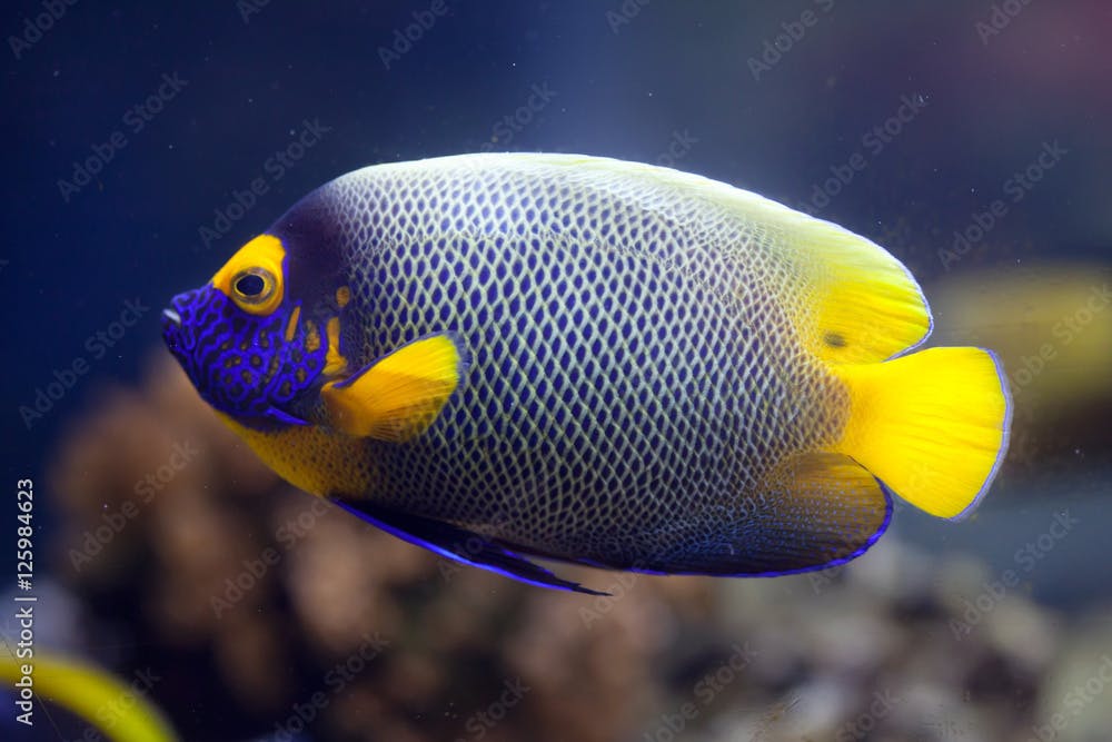 Yellow-faced angelfish (Pomacanthus xanthometopon)