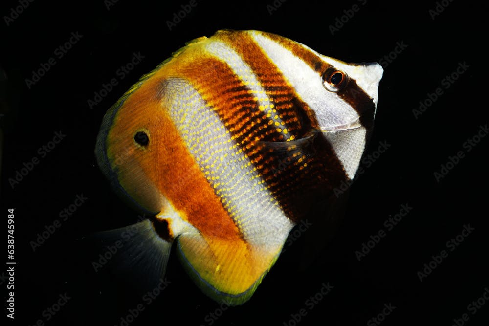 Golden girdled coralfish (Coradion chrysozonus) from Great Barrier reef