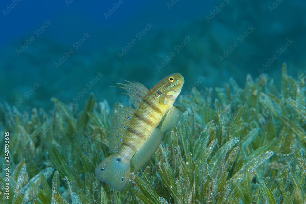 Whitelined Goby (Amblygobius albimaculatus) protects nest built in the seagrass, Red sea, Dahab, Egypt, Red Sea, Dahab, Egypt, Africa