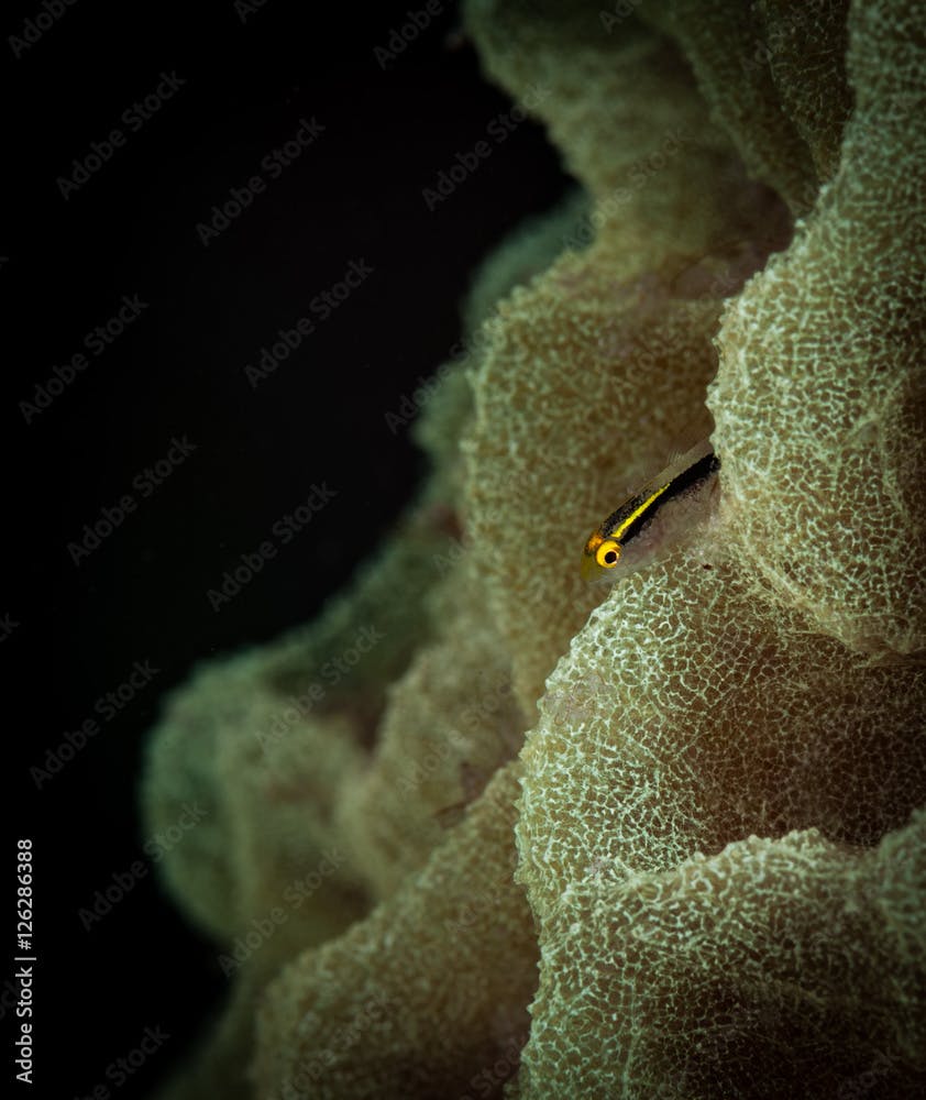 Shortstripe Goby (Gobiosoma chancei)  on a vase sponge, Bonaire, Netherlands Antilles
