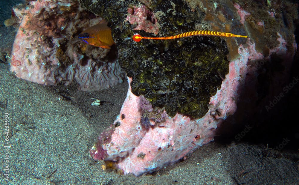 A Yellow Multibanded Pipefish also known as Dunckerocampus pessuliferus  Dauin Philippines