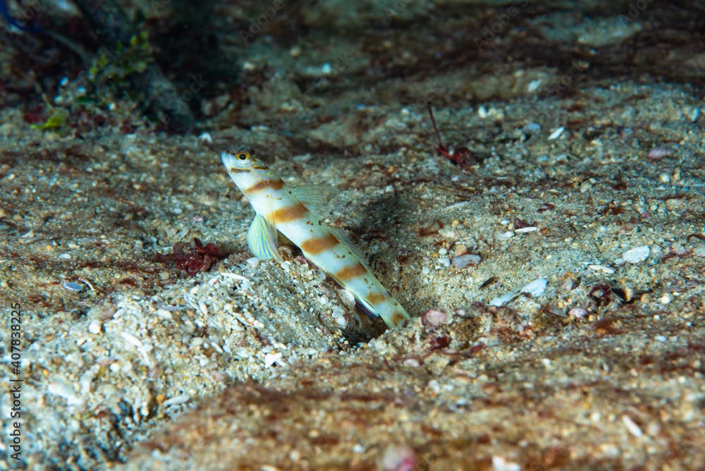 Steinitzi Shrimp-Goby Amblyeleotris steinitzi