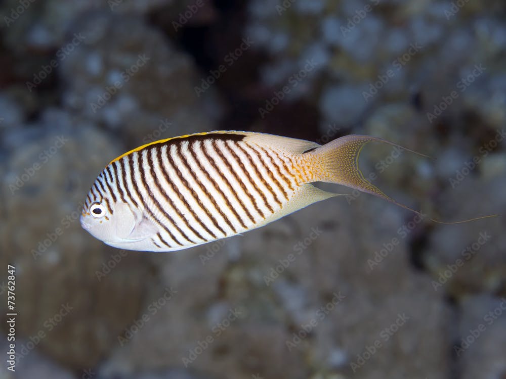 Coral fish Zebra angelfish