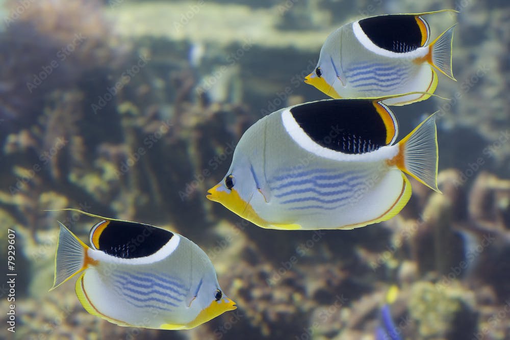 ButterflyFishes