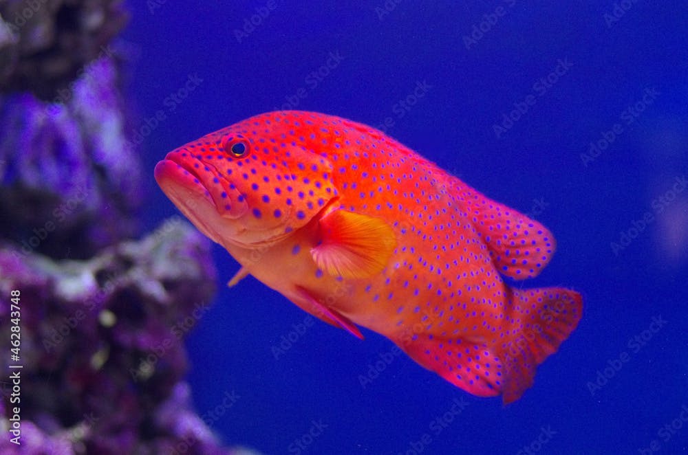 The red grouper, or Epinephelus morio