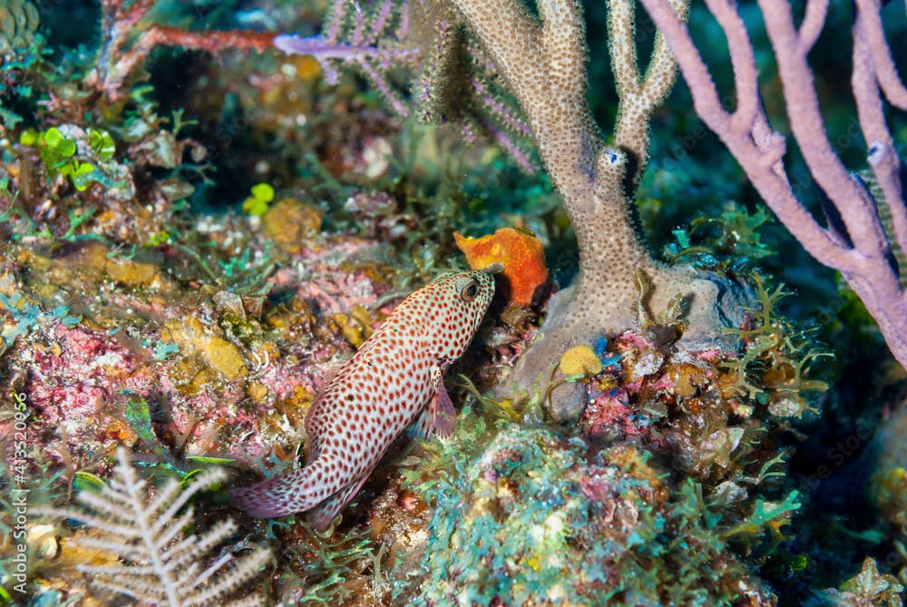 Caribbean Graysby swimming near the coral reef