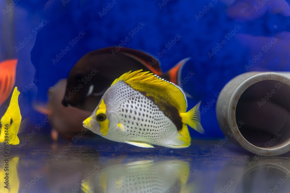 Declivis Butterflyfish..(Chaetodon declivis) marine fish from Lines Islands, Central Pacific
