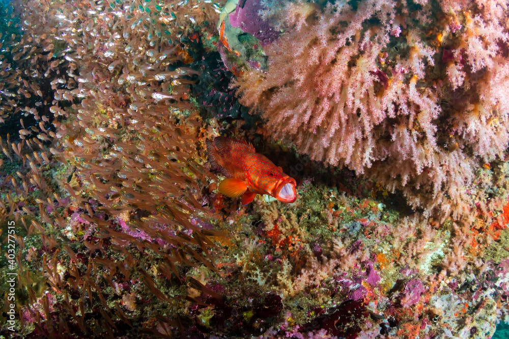 Colorful Coral Grouper on a tropical coral reef system in Thailand