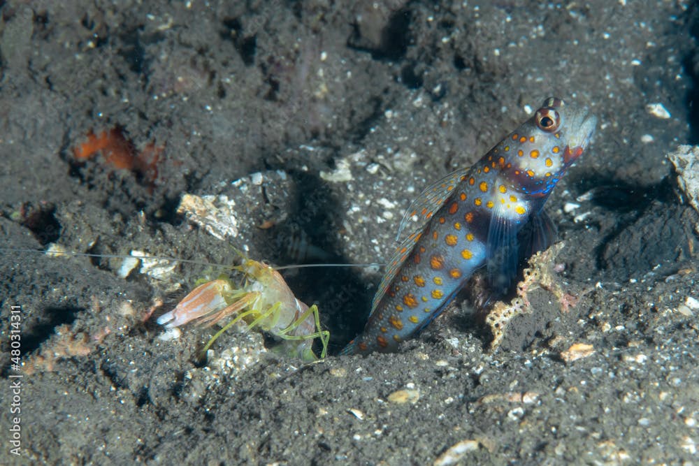 Black-Chest Shrimp-Goby Amblyeleotris guttata