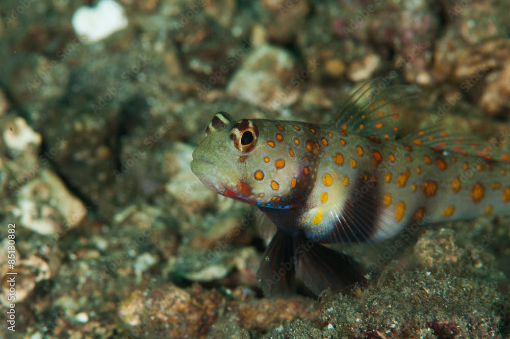 scuba diving lembeh indonesia underwater spotted shrimpgoby