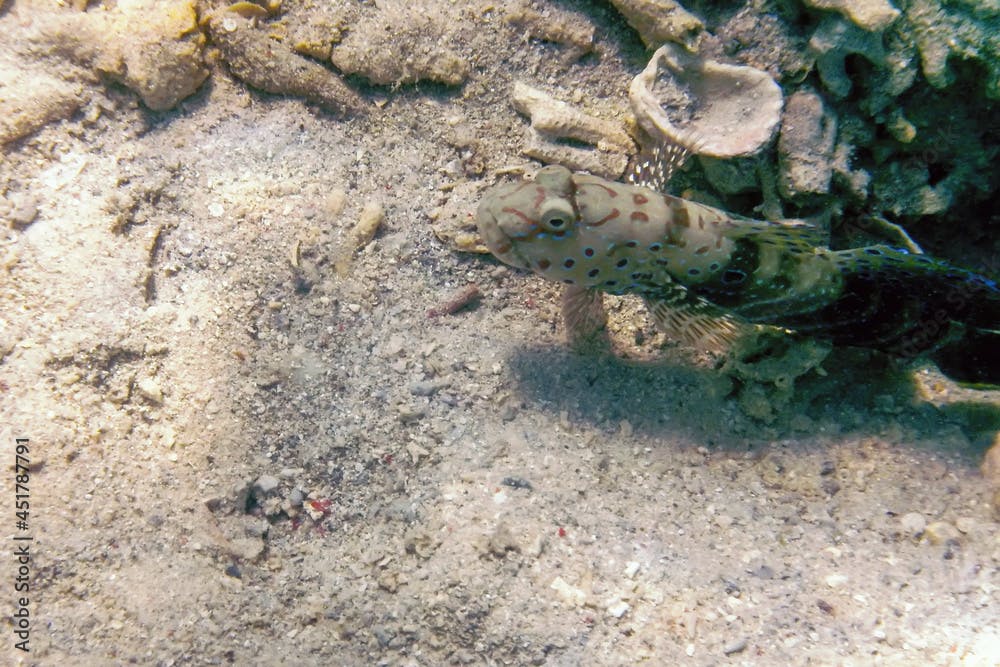 Spotted prawn goby (Amblyeleotris guttata) underwater