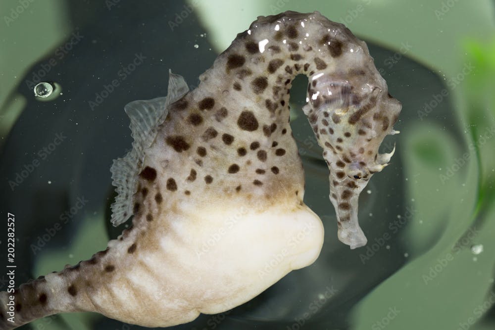 Close up shot of a seahorse, Hippocampus abdominalis.