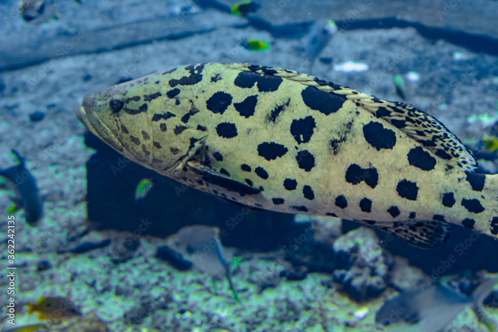 Mycteroperca rosacea (leopard grouper) in the large aquarium is a grouper from the Eastern Central Pacific. It grows to a size of 86 cm in length. Sanya, Hainan, China.