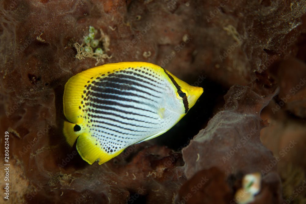 The Spot-tailed Butterflyfish, Chaetodon ocellicaudus