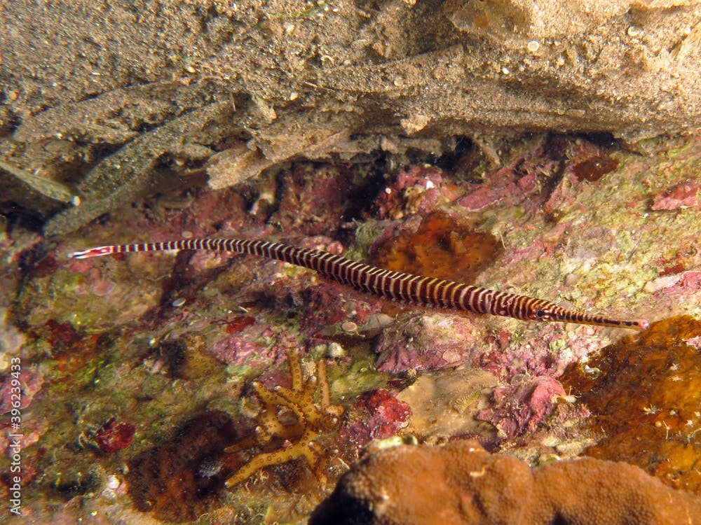 Close-up of a Multibar pipefish Dunckerocampus multiannulatus with eggs