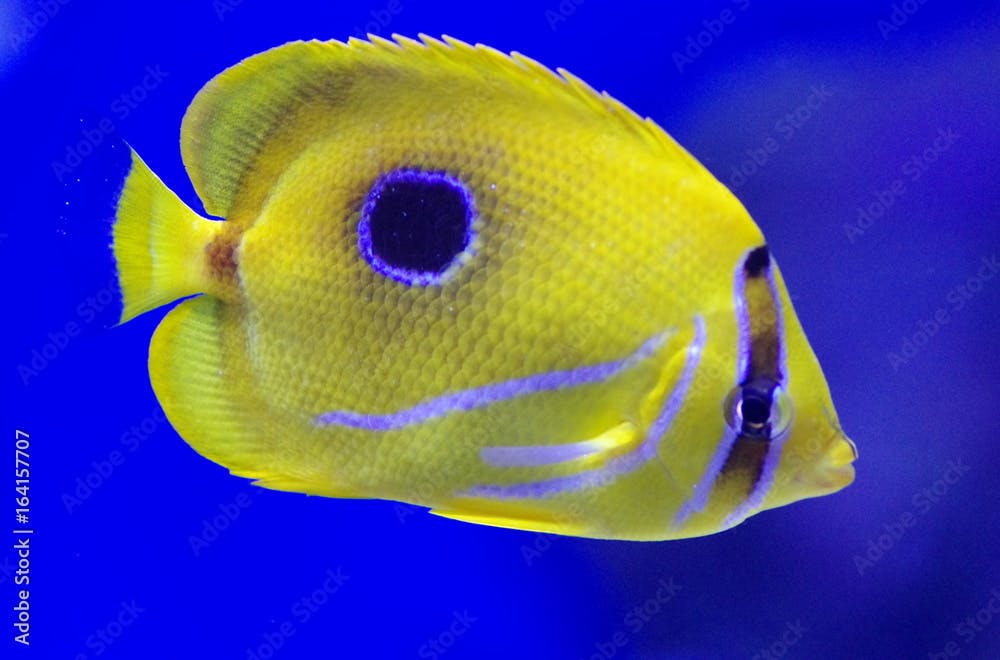 Chaetodon plebeius, commonly known as the blueblotch butterflyfish