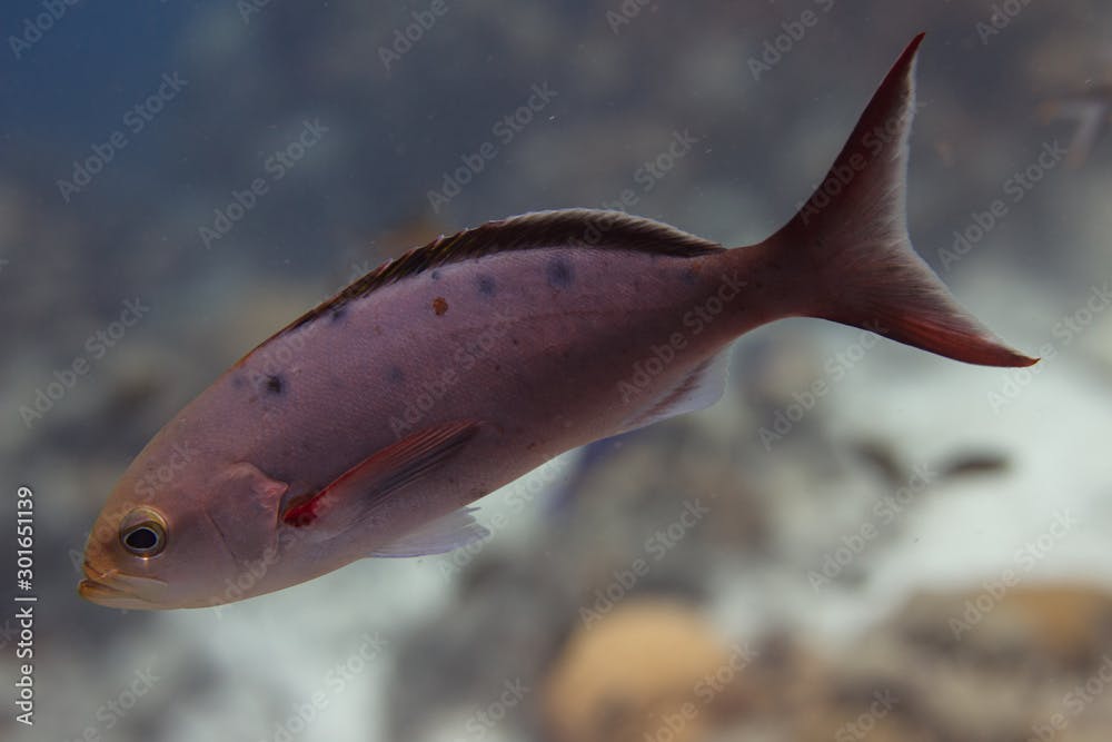 Creolefish