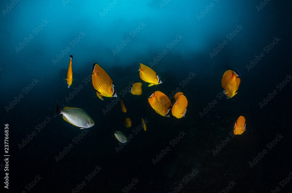 School of Oriental butterflyfish, Chaetodon auripes