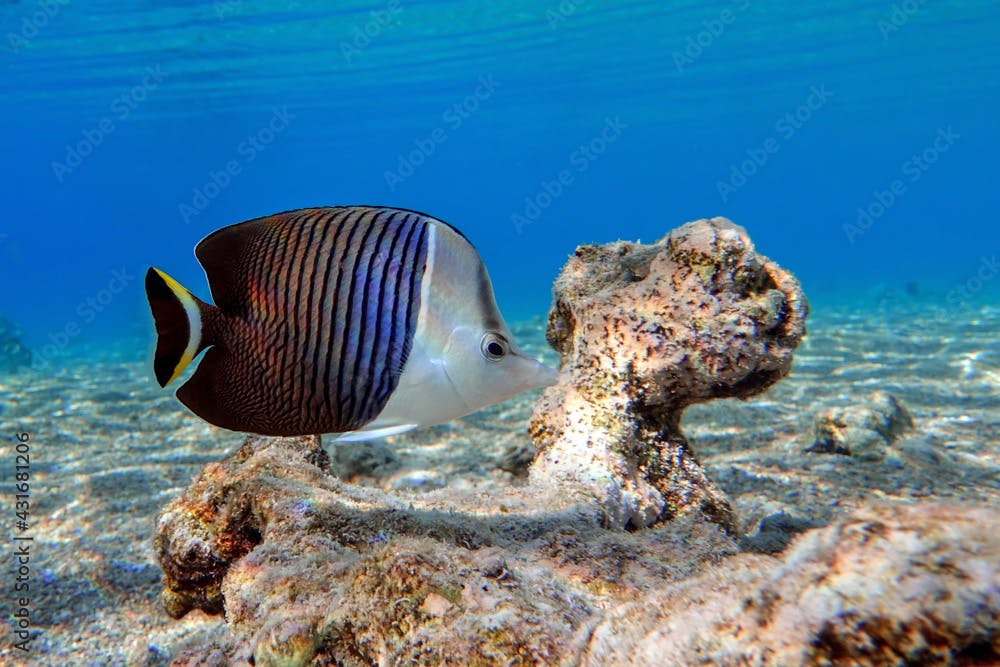 Coral fish - Tropical fish - Whiteface butterflyfish (Chaetodon  mesoleucos ) in Red sea                                                                                           