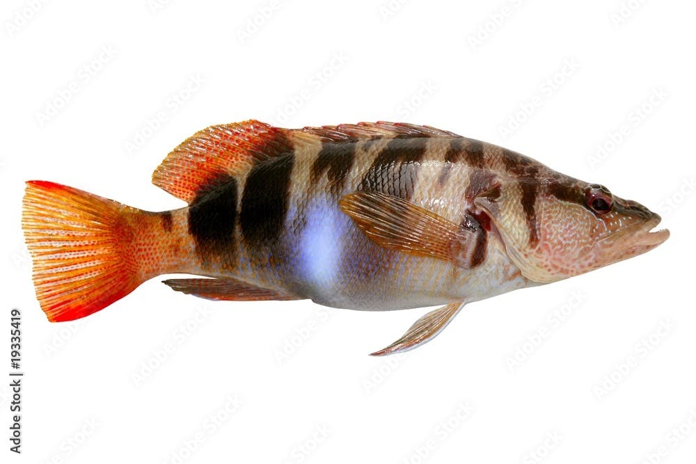 Serranus Scriba fish Painted Comber