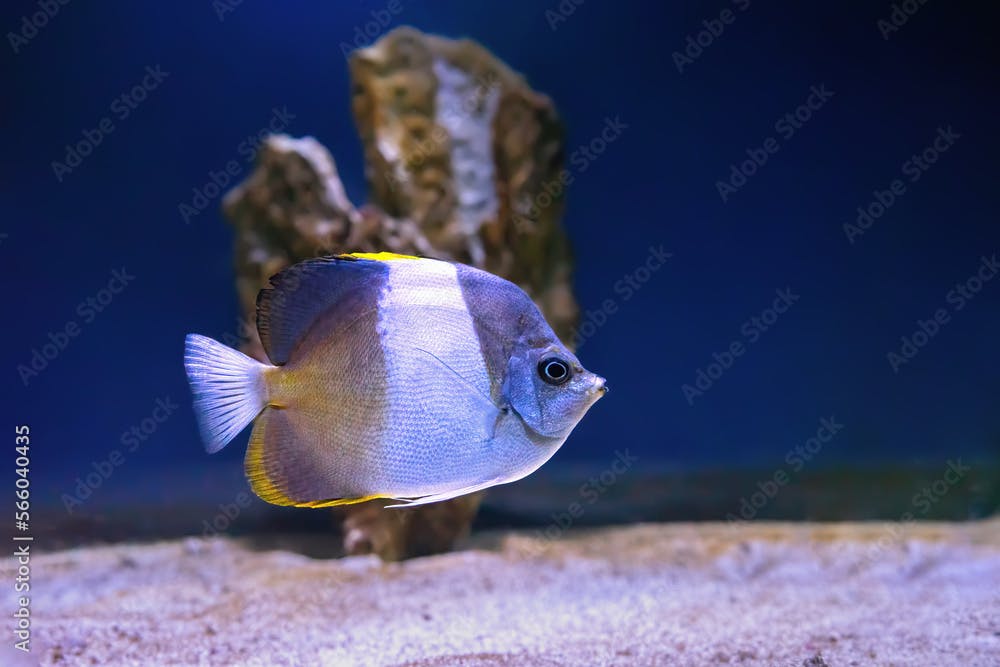 Beautiful brown and white fish swimming in the aquarium, Hemitaurichthys zoster butterflyfish (black pyramid butterflyfish). Tropical fish on the background of aquatic coral reef in oceanarium pool