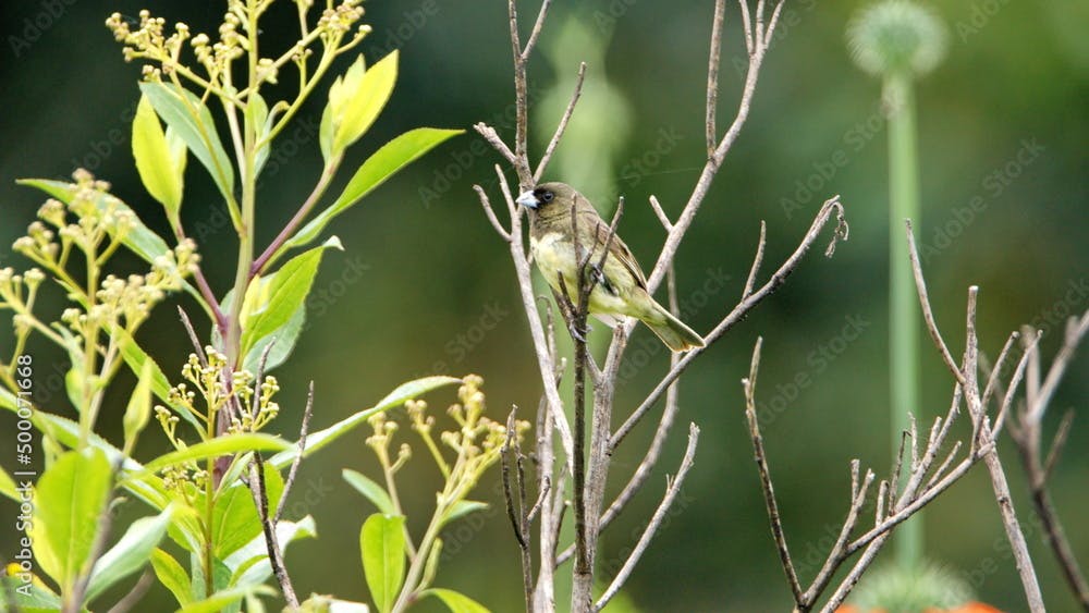 Male yellow-bellied seedeater (Sporophila nigricollis) perched in the bushes in a field in Cotacachi, Ecuador