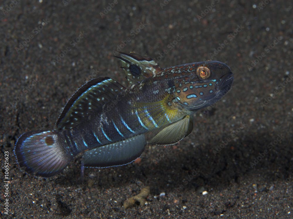 Half-banded goby