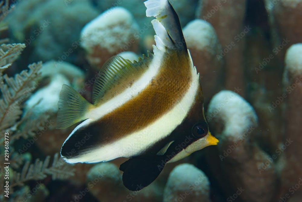 Pennant bannerfish Heniochus chrysostomus