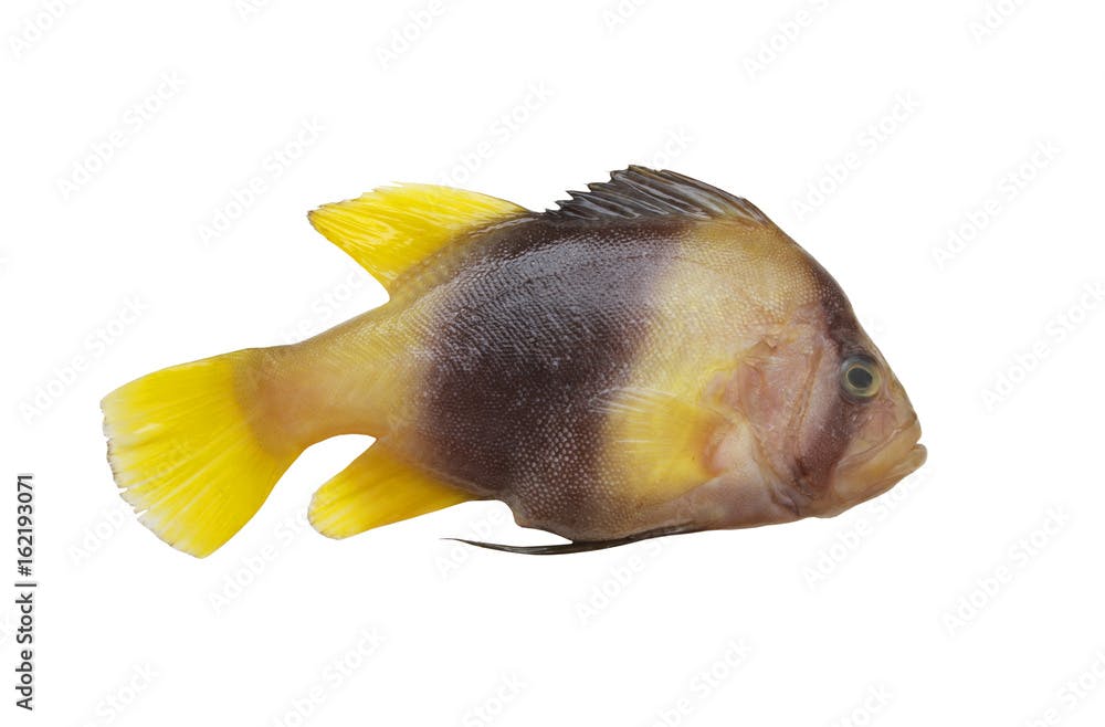 Barred soapfish isolated on white, Diploprion bifasciatum