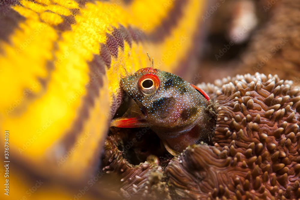 Close up of Mexican Barnacle Blenny biting starfish underwater