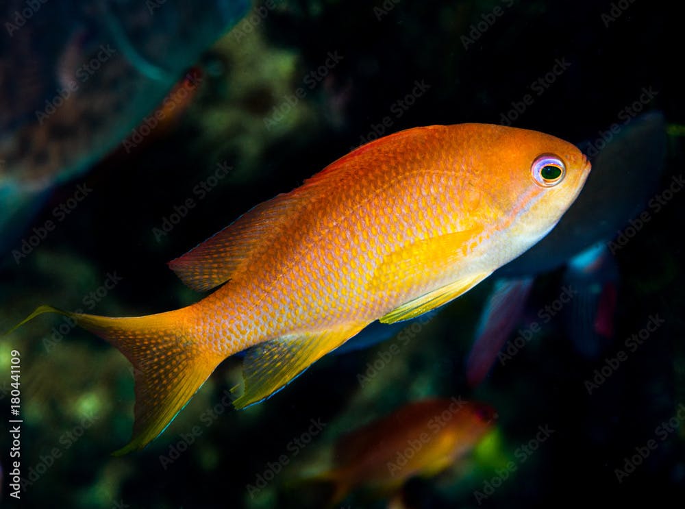 female luzon anthias fish