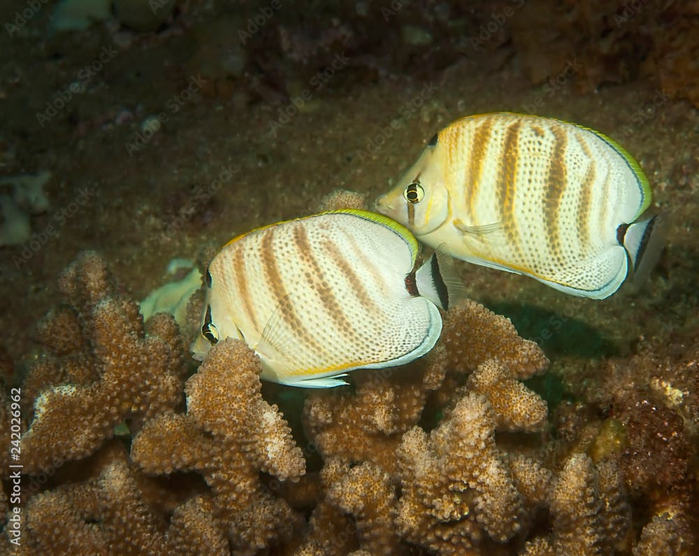 Pebbled Butterflyfish