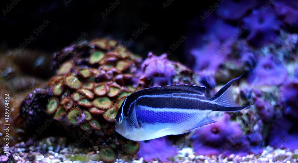 Bellus Angelfish (Genicanthus bellus)
