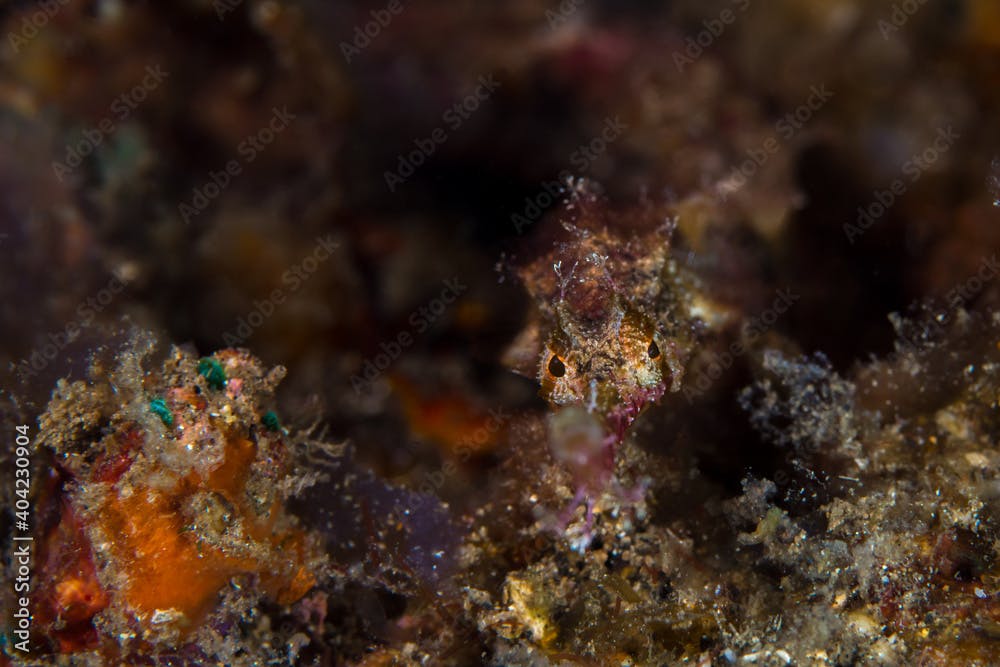 Portrait of winged pipefish on coral reef in Indonesia - Halicampus macrorhynchus