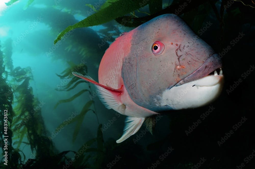 Scarred male sheephead fish, Anacapa Island, Califronia, USA