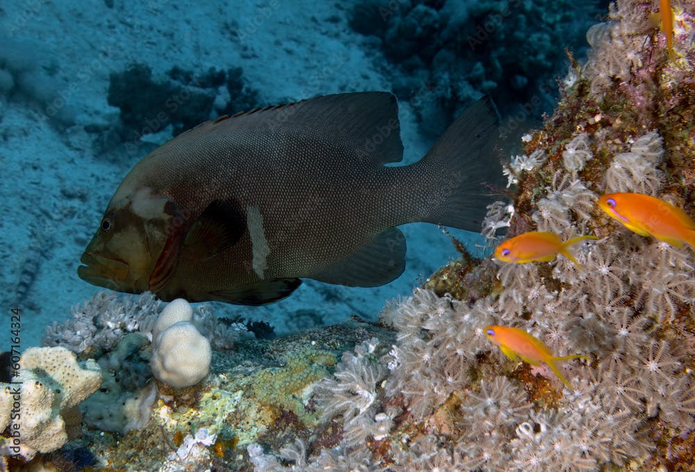 A Redmouth Grouper (Aethaloperca rogaa) in the Red Sea, Egypt