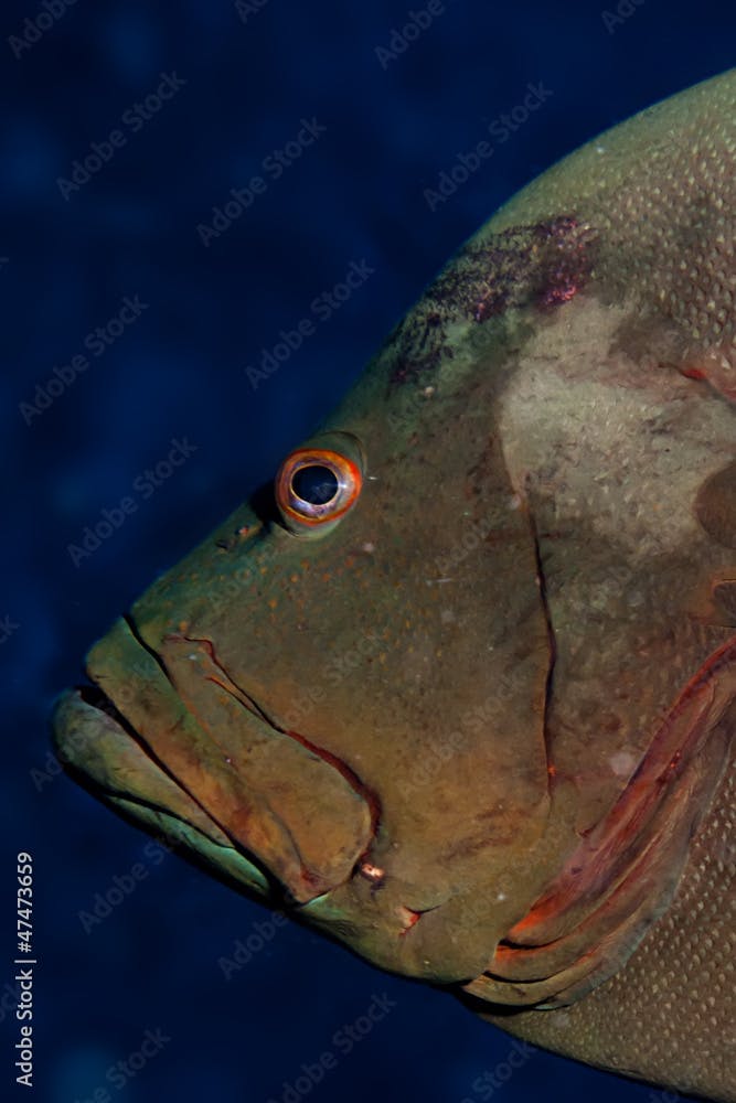 Redmouth grouper (Aethaloperca rogaa)