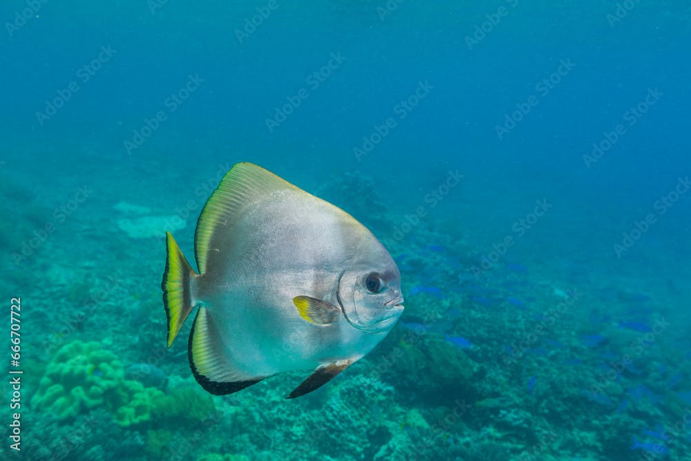 An adult golden spadefish (Platax boersii), off Sauwaderek Village Reef, Raja Ampat