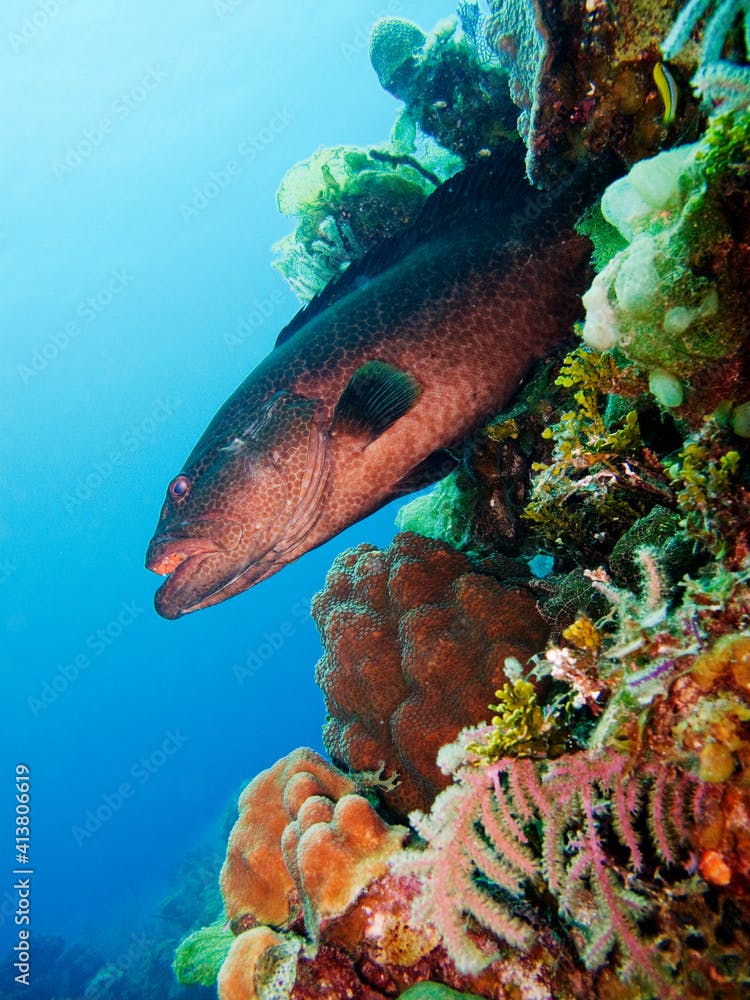 Yellowmouth grouper swimming undersea