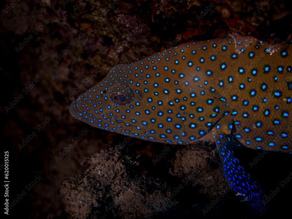 Coral grouper with a dark and blue spot
