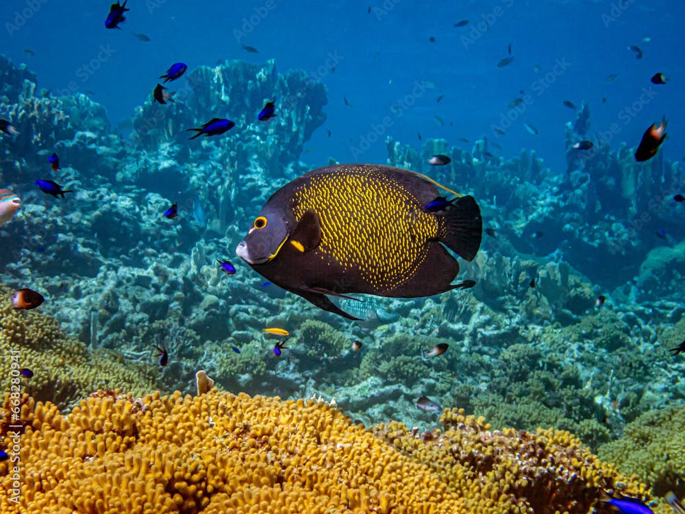  French angelfish,Pomacanthus paru