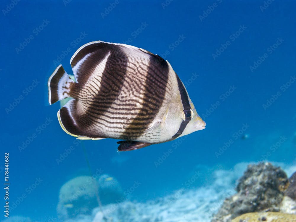  banded butterflyfish,Chaetodon striatus