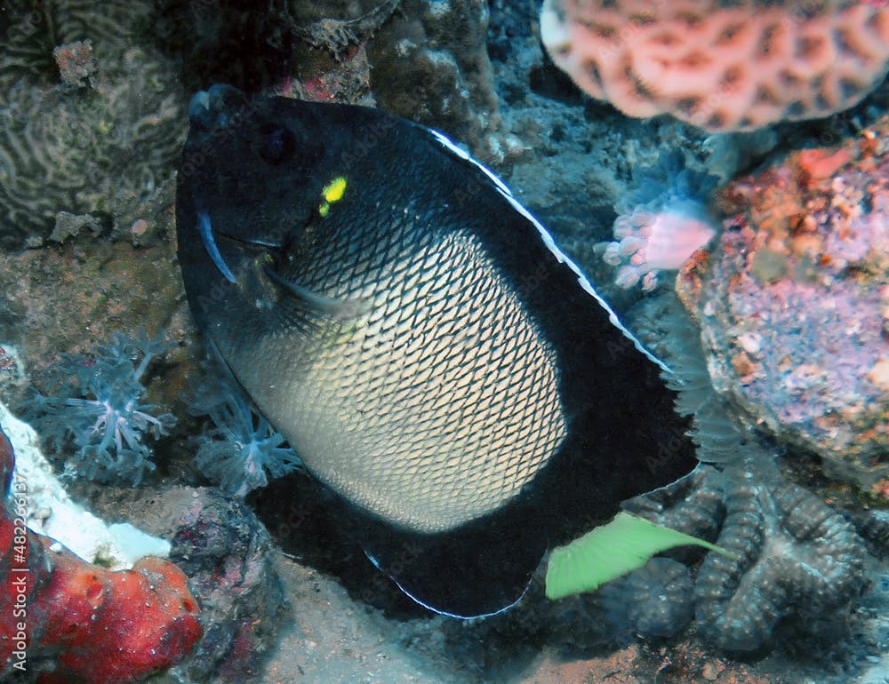 An Yellow-ear Angelfish (Apolemichthys xanthotis) in the Red Sea, Egypt